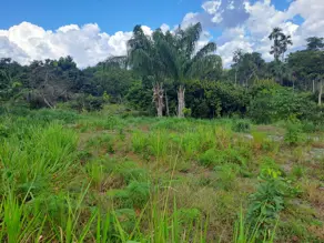 Imagem 2 - Fazenda em Área Rural de Vilhena, Vilhena - RO