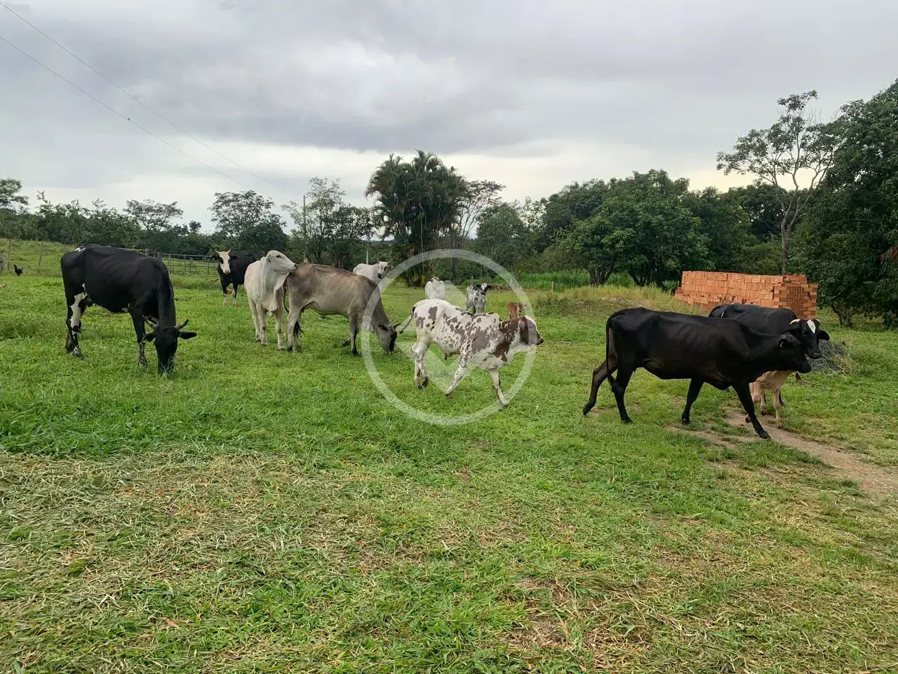 Image 21 - Fazenda em Centro, Silvânia - GO