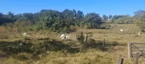 Imagem 4 - Chácara em Zona Rural, Goiás - GO