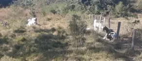 Imagem 6 - Chácara em Zona Rural, Goiás - GO