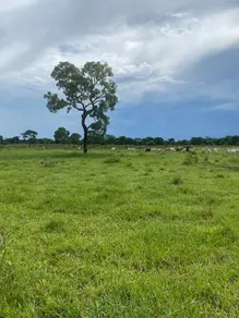 Imagem 5 - Fazenda em Rio claro, Jussara - GO