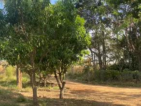Imagem 5 - Chácara em Ponte Alta Norte (Gama), Brasília - DF