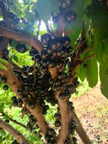 Chácara Zona Rural, Bela Vista de Goiás - GO — foto 2