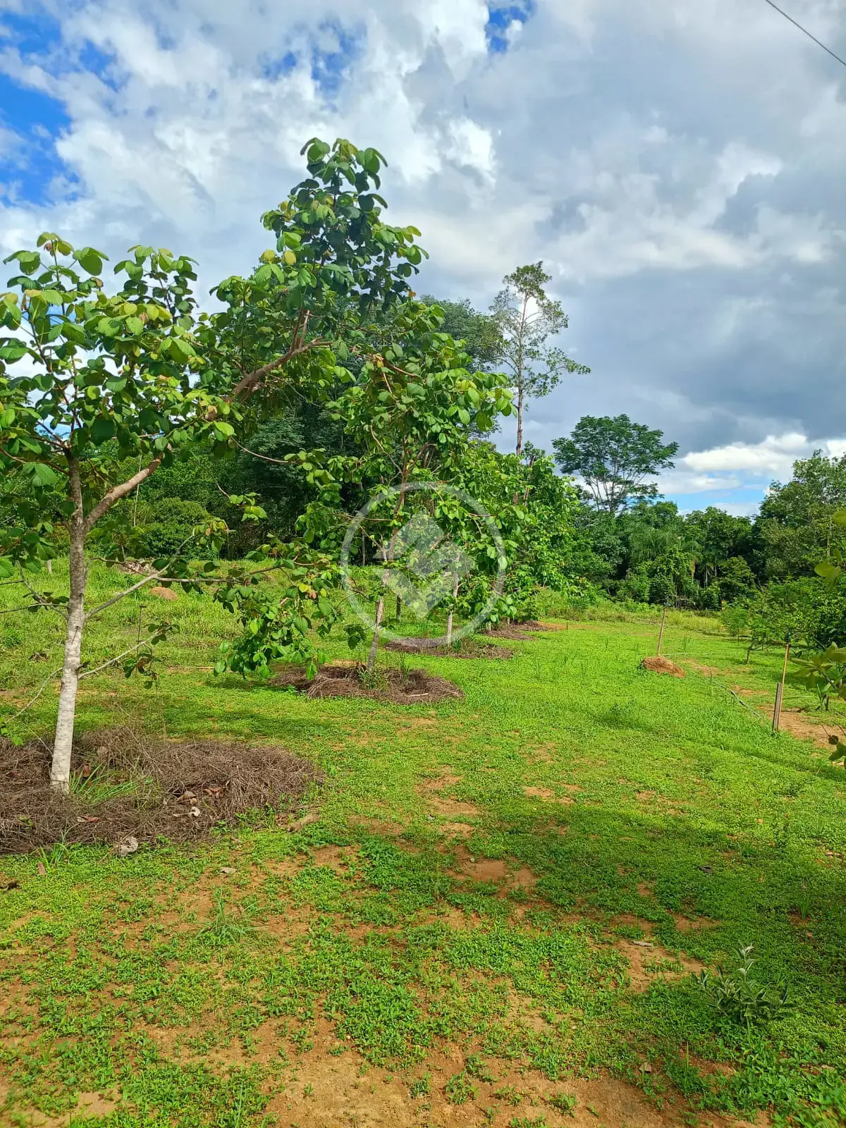 Imagem 5 - Chácara em Zona Rural, Bela Vista de Goiás - GO