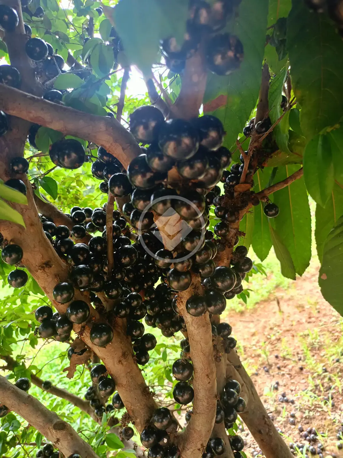Imagem 4 - Chácara em Zona Rural, Bela Vista de Goiás - GO