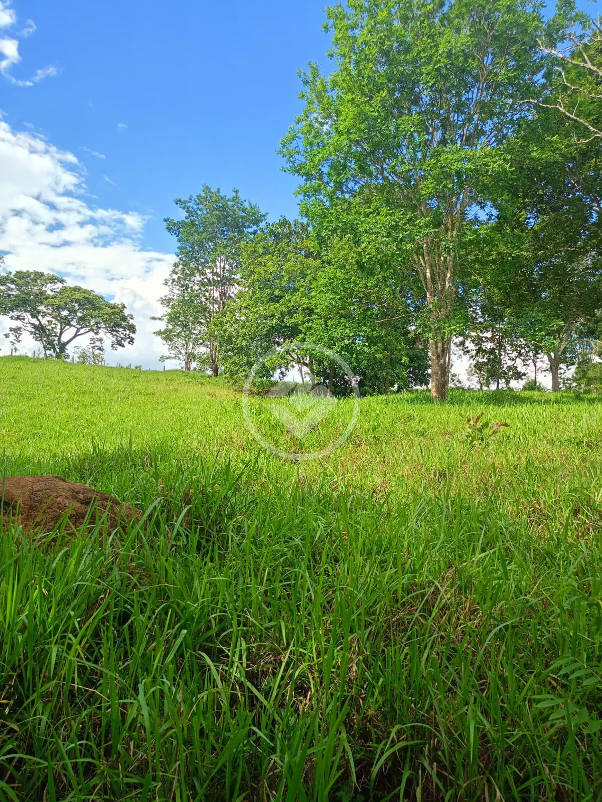 Imagem 6 - Chácara em Zona Rural, Bela Vista de Goiás - GO