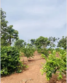 Imagem 5 - Chácara em Zona Rural, Inhumas - GO