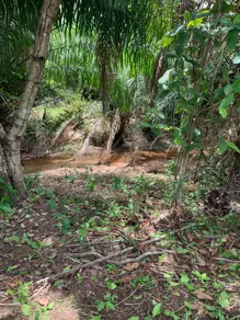 Imagem 3 - Fazenda em Serra Dourada, Fazenda Nova - GO