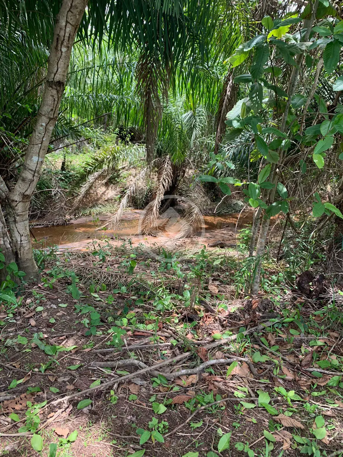 Imagem 3 - Fazenda em Serra Dourada, Fazenda Nova - GO