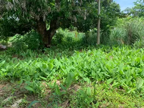 Fazenda Serra Dourada, Fazenda Nova - GO — foto 2