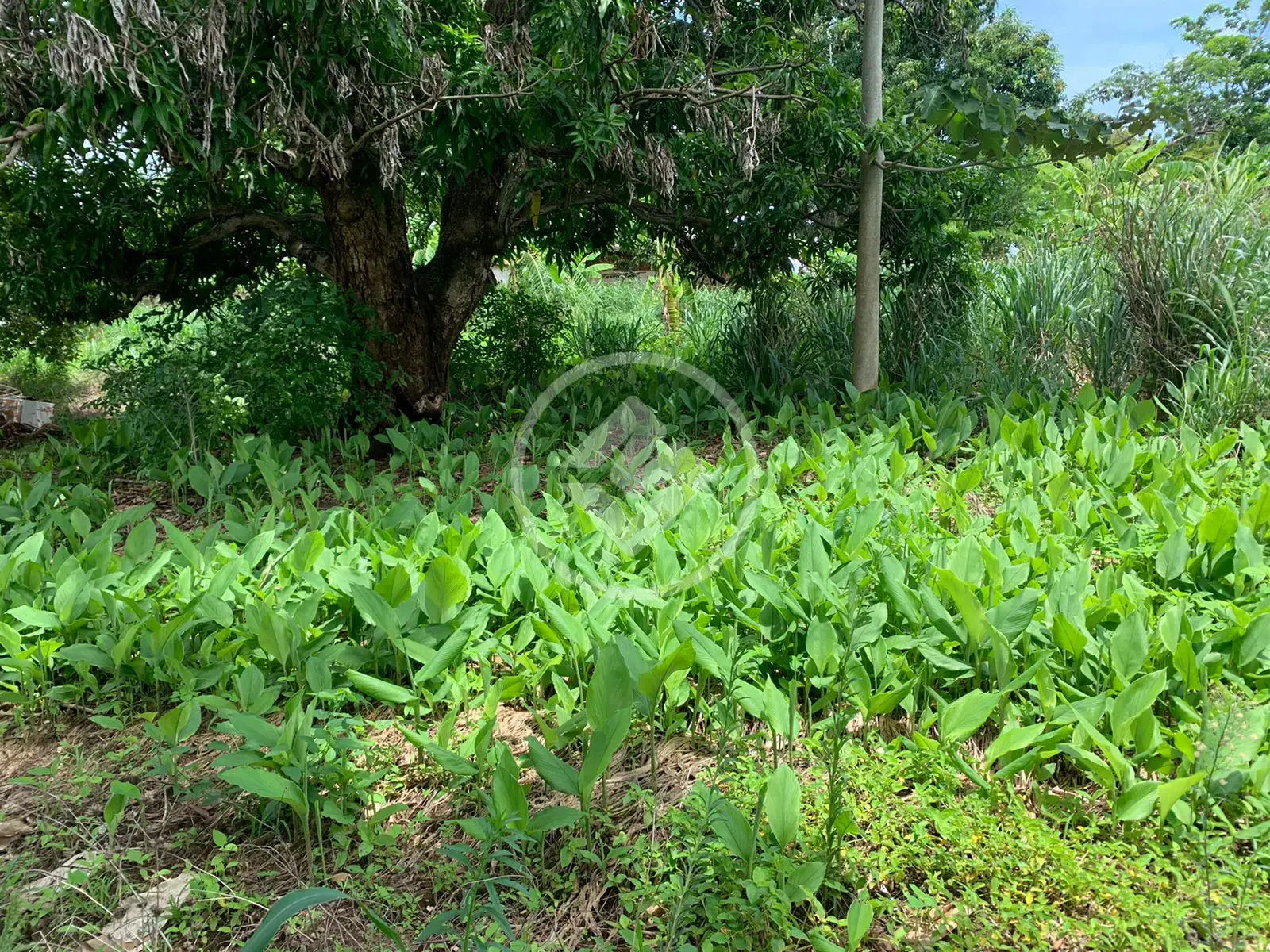 Imagem 1 - Fazenda em Serra Dourada, Fazenda Nova - GO