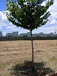 Imagem 3 - Terreno em Jardim Regatas, Ribeirão Preto - SP