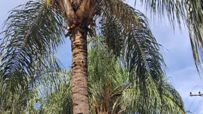 Imagem 6 - Sobrado em City Ribeirão, Ribeirão Preto - SP