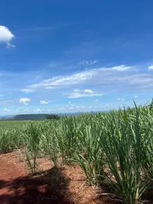 Fazenda Centro, Jardinópolis - SP — foto 1