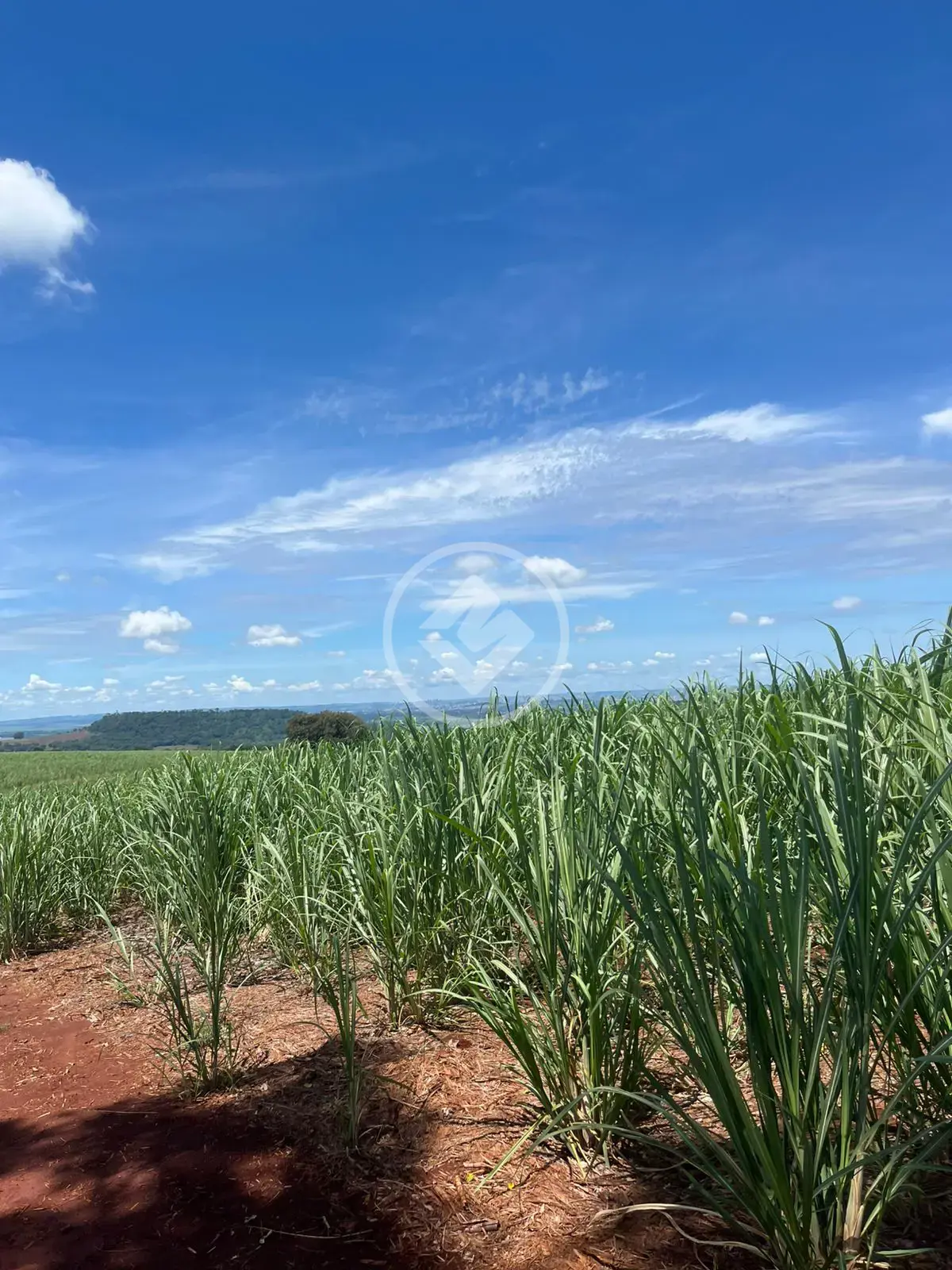 Imagem 1 - Fazenda em Centro, Jardinópolis - SP
