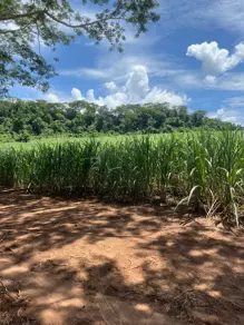 Imagem 3 - Fazenda em Centro, Jardinópolis - SP