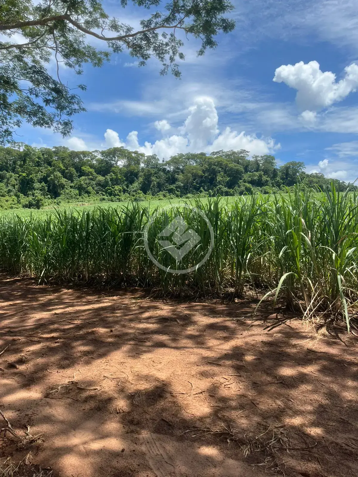 Image 4 - Fazenda em Centro, Jardinópolis - SP