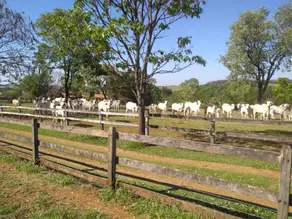 Imagem 3 - Fazenda em Zona Rural, Cajuru - SP