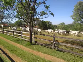 Imagem 6 - Fazenda em Zona Rural, Cajuru - SP