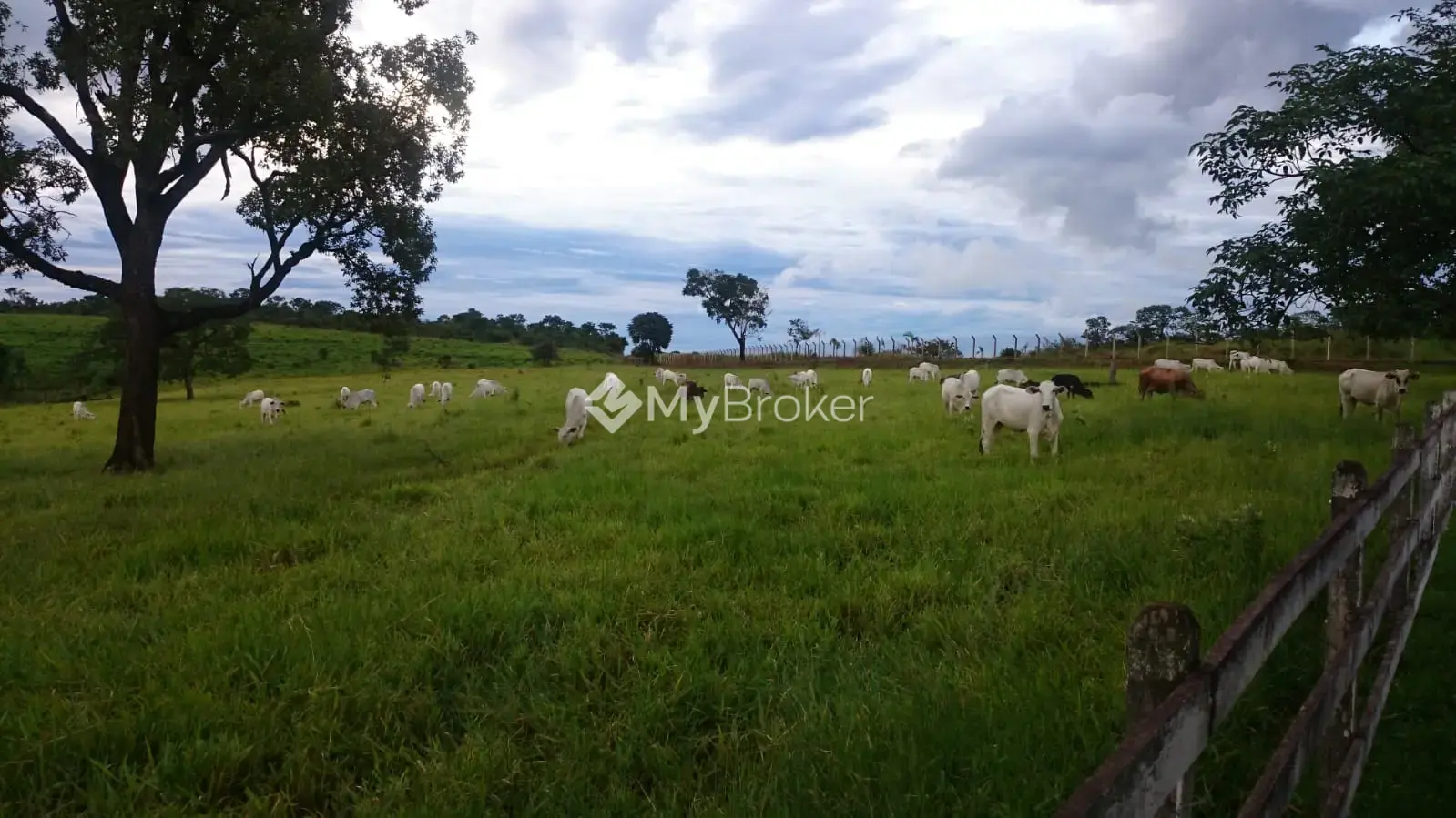 Image 24 - Fazenda em Zona Rural, Cajuru - SP