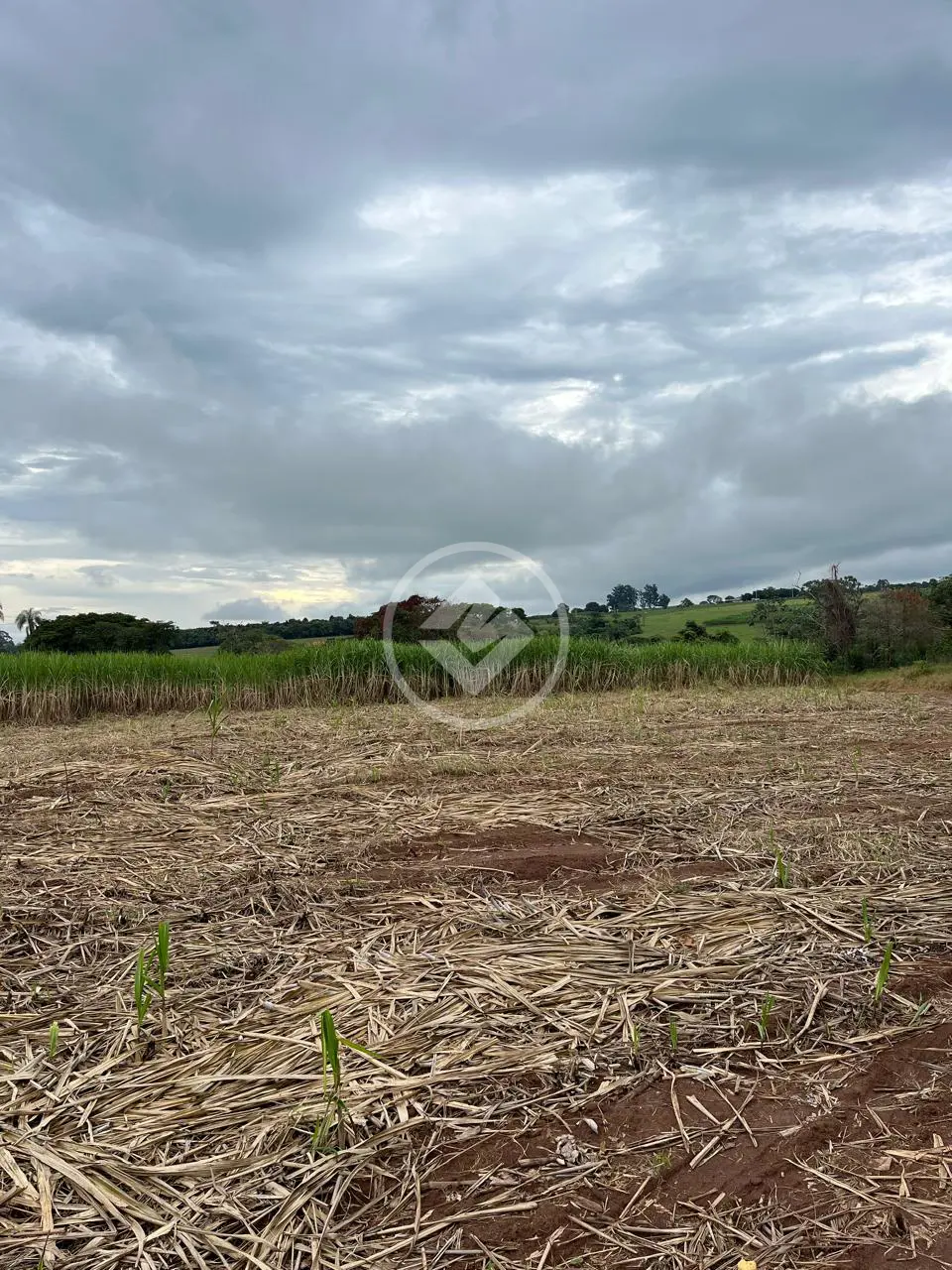 Sítio AREA RURAL, Cajuru - SP — foto 1