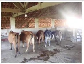 Imagem 6 - Sítio em AREA RURAL, Cajuru - SP