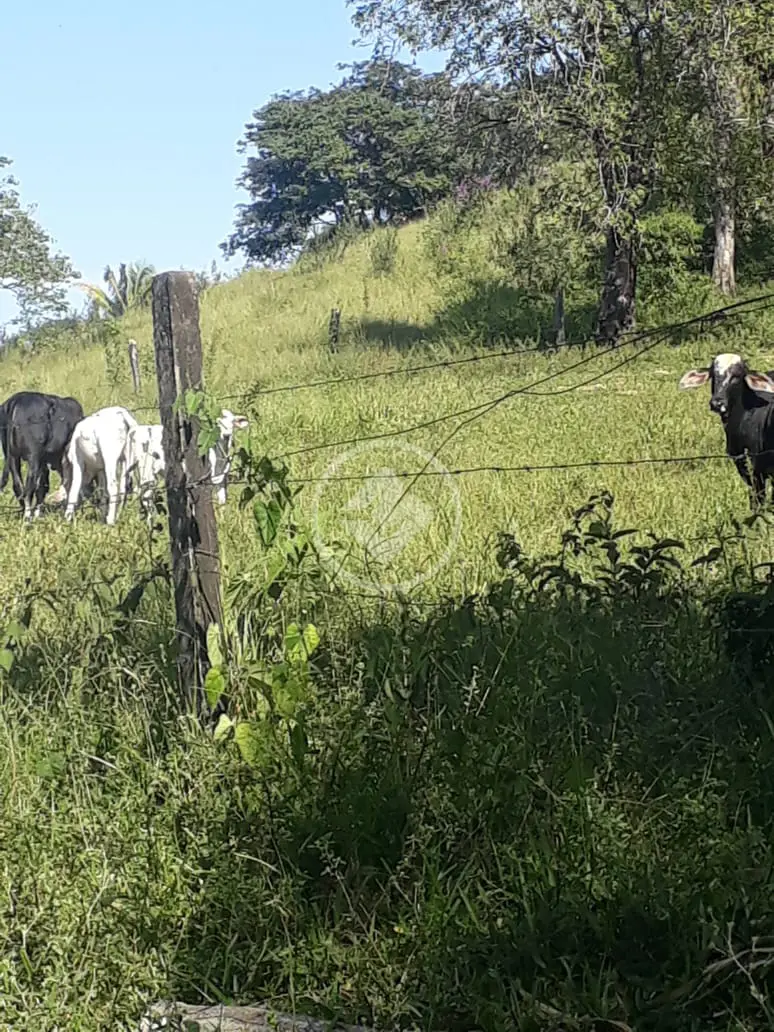 Imagem 5 - Fazenda em Zona Rural, Cocalzinho de Goiás - GO