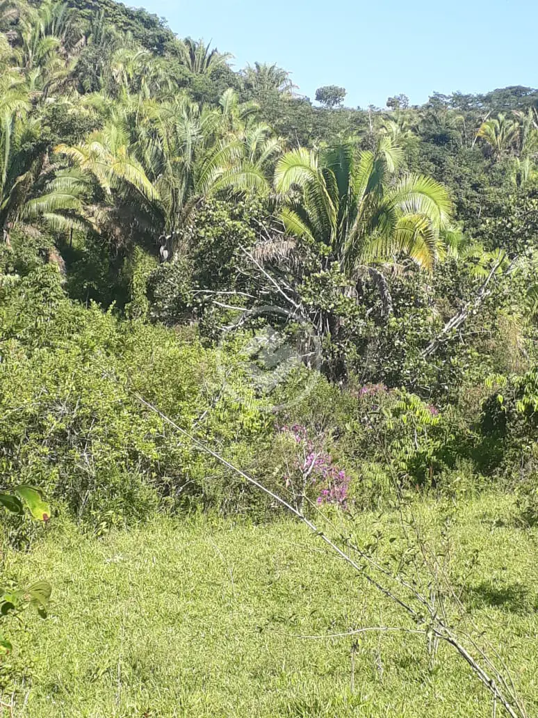 Imagem 4 - Fazenda em Zona Rural, Cocalzinho de Goiás - GO