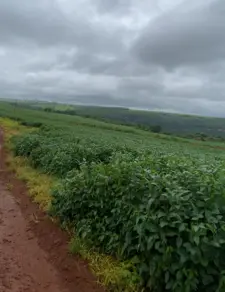 Fazenda Centro, Serranópolis - GO — foto 2