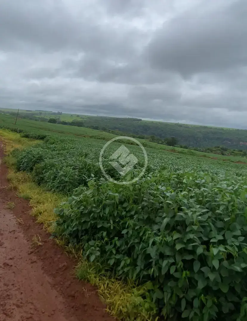 Image 2 - Fazenda em Centro, Serranópolis - GO