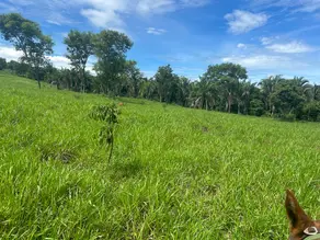 Imagem 2 - Fazenda em Vila Aurora II, Rondonópolis - MT