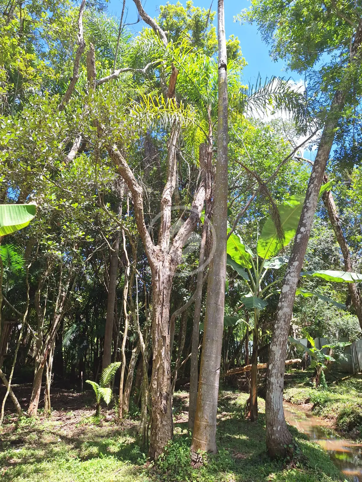 Imagem 2 - Terreno em Caete (Mailasqui), São Roque - SP
