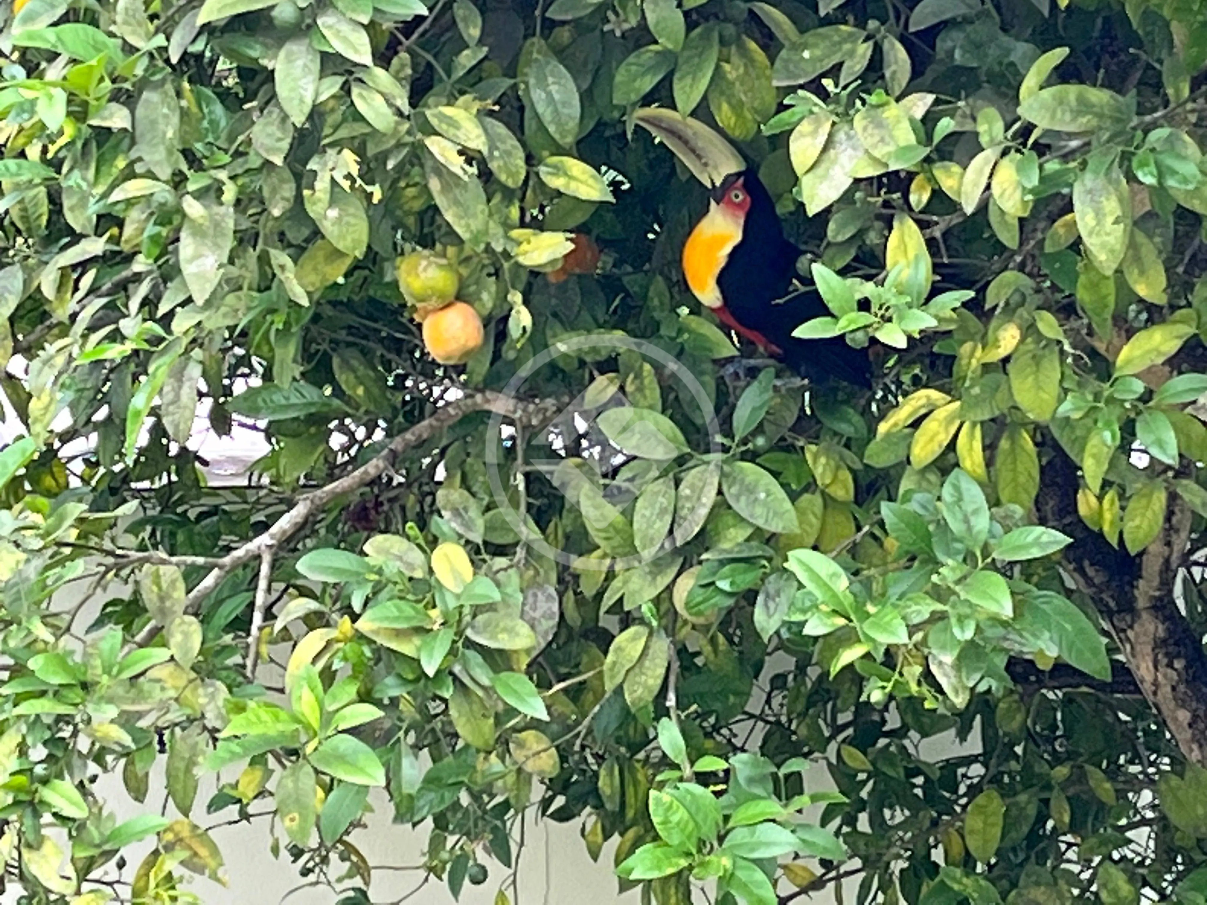 Imagem 2 - Casa Condomínio em Jardim Ipês, Cotia - SP