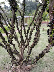 Imagem 5 - Casa Condomínio em Aldeia, Barueri - SP