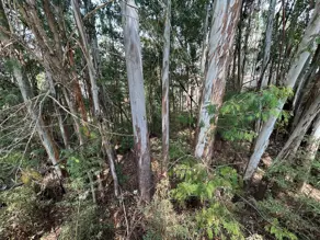 Imagem 3 - Terreno Condomínio em Residencial Tamboré, Barueri - SP