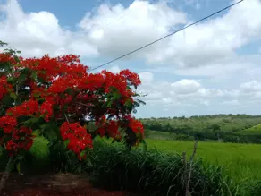 Fazenda Coração de Maria, Coração de Maria - BA — foto 2