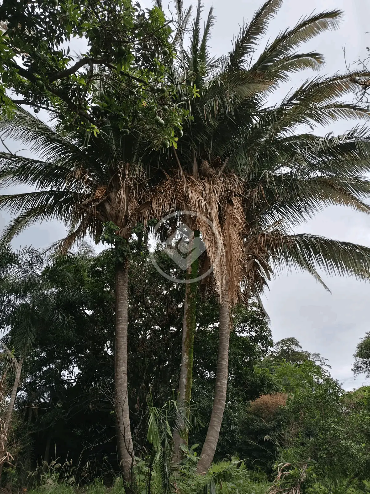 Imagem 1 - Sítio em Zona Rural, Monte Alegre de Minas - MG