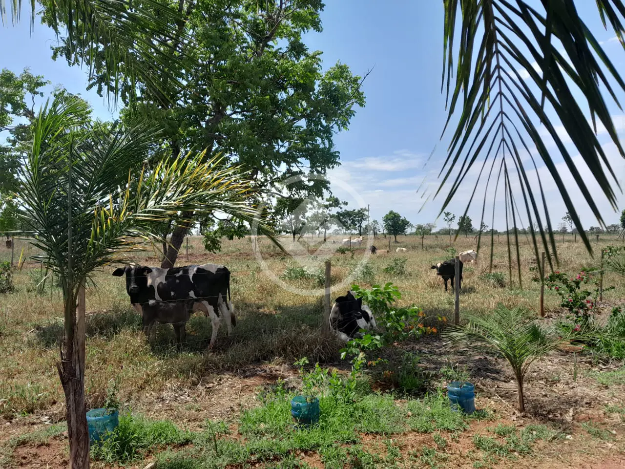 Imagem 4 - Sítio em Área Rural de Uberlândia, Uberlândia - MG