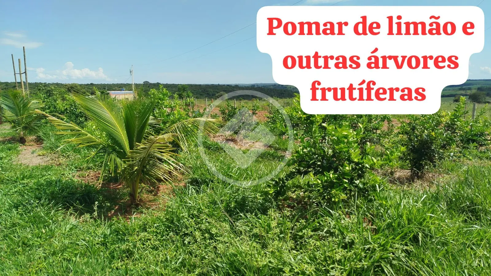Image 8 - Sítio em Planalto, Uberlândia - MG
