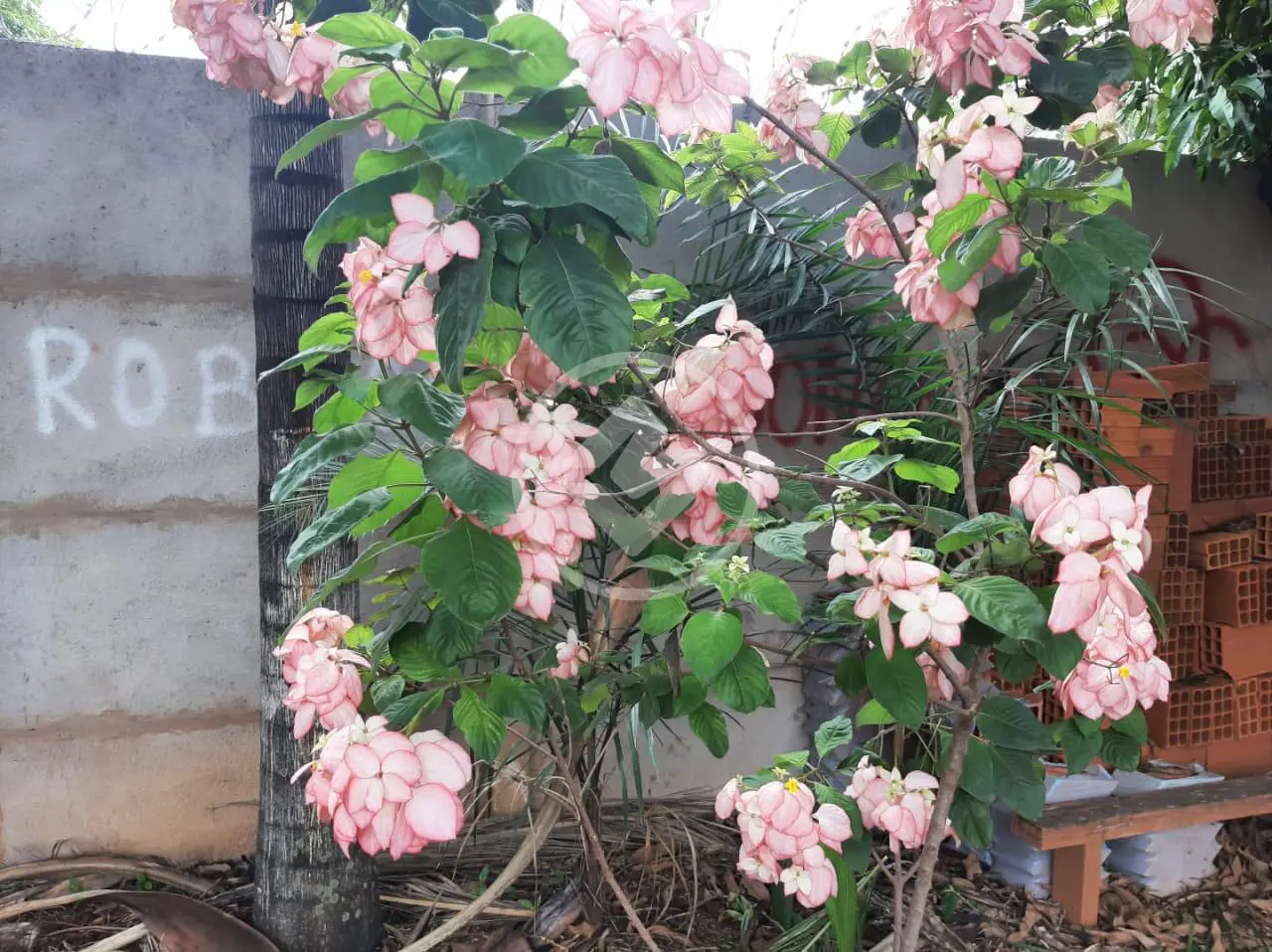 Imagem 4 - Chácara em Morada Nova, Uberlândia - MG