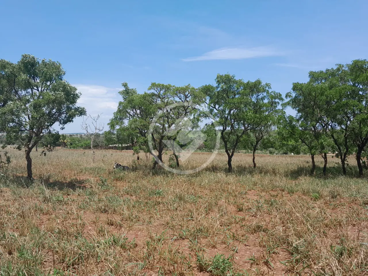 Imagem 2 - Sítio em Área Rural de Uberlândia, Uberlândia - MG