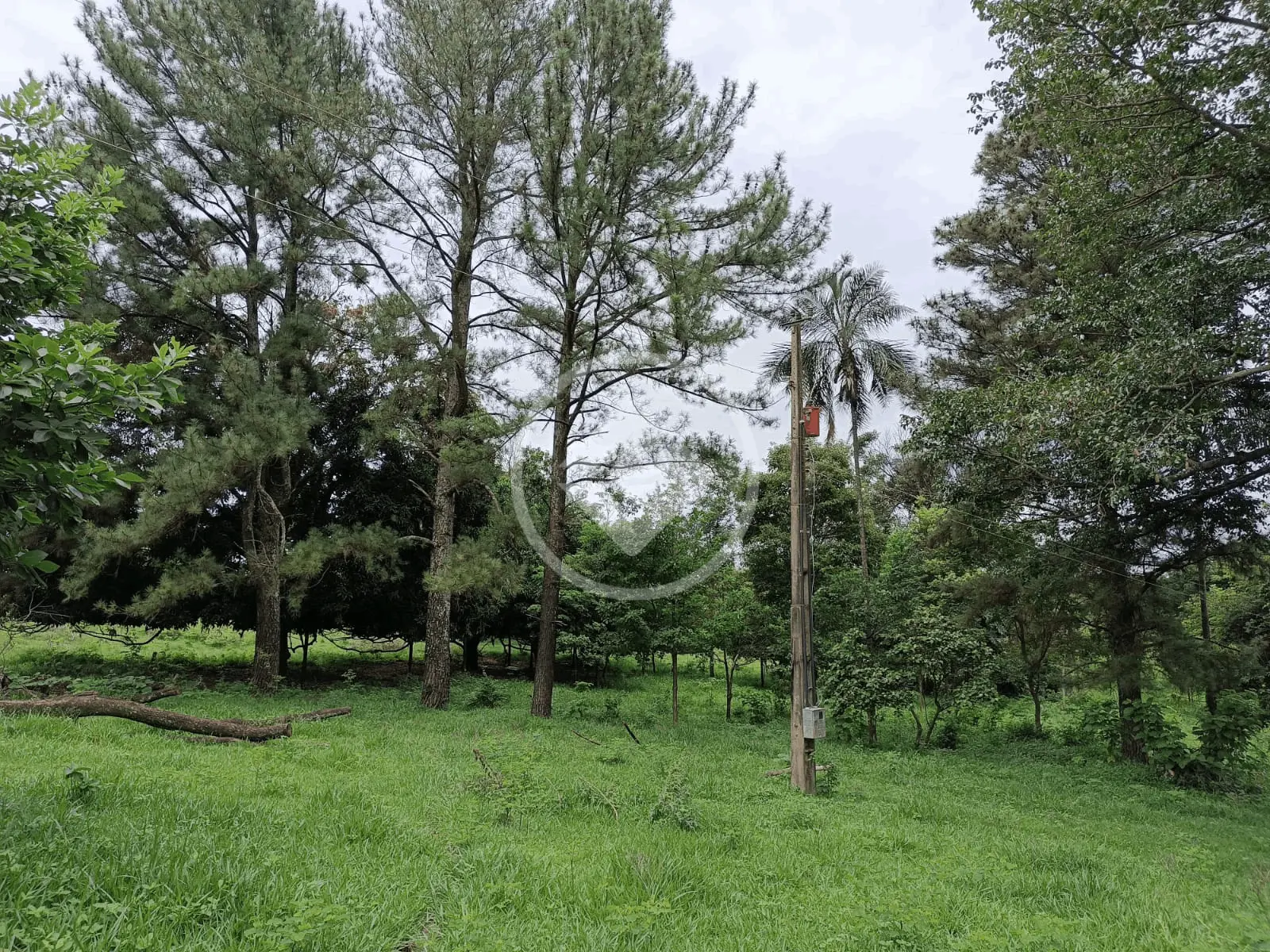 Imagem 3 - Sítio em Zona Rural, Monte Alegre de Minas - MG