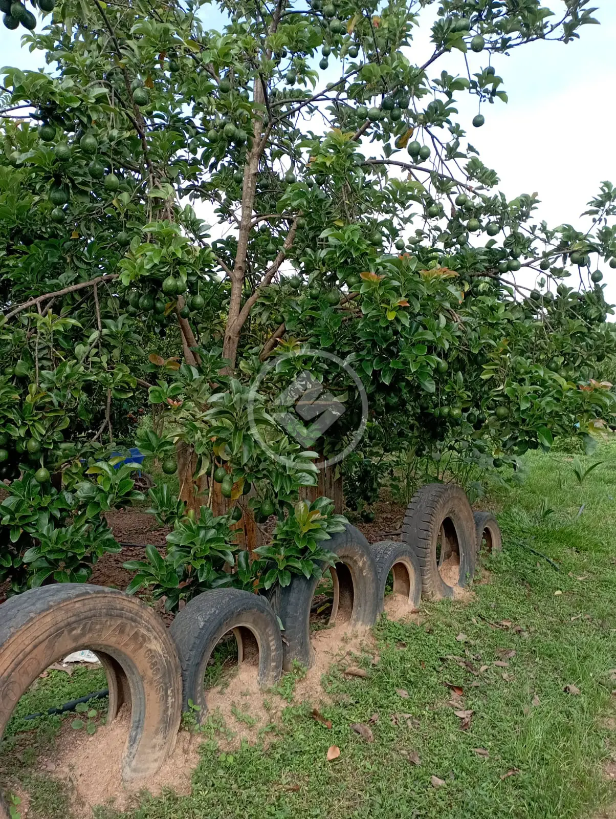 Imagem 6 - Chácara em Zona Rural, Cascalho Rico - MG