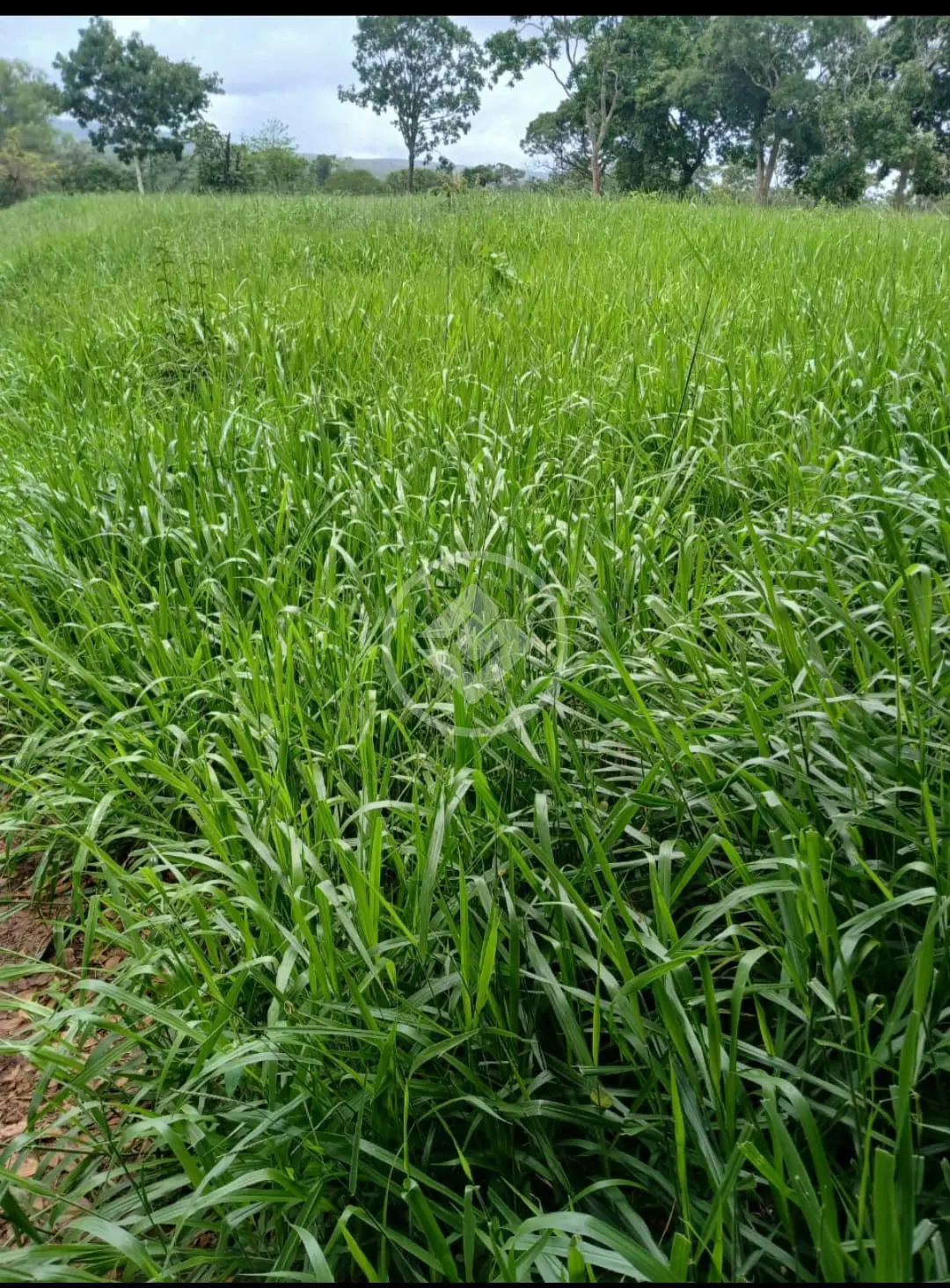 Imagem 4 - Fazenda em Zona rural, São Gonçalo do Abaeté - MG