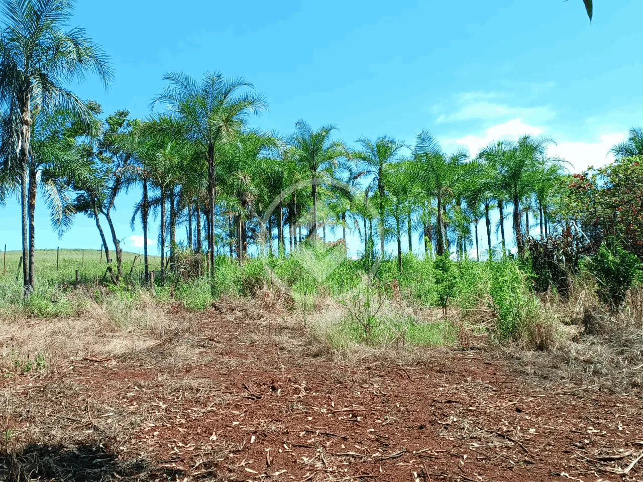 Sítio Área Rural de Uberlândia, Uberlândia - MG — foto 1