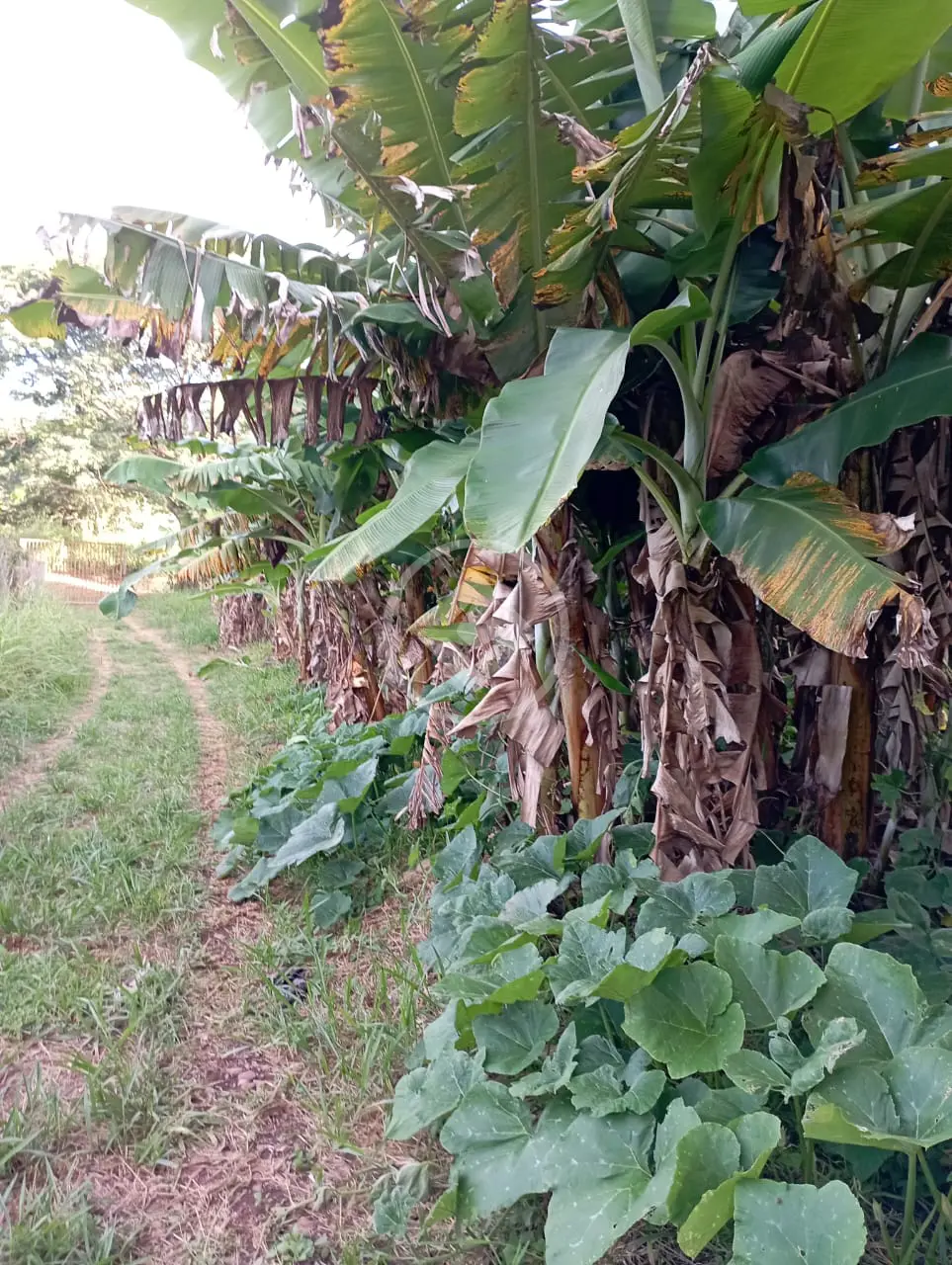 Imagem 4 - Chácara em Zona Rural, Cascalho Rico - MG
