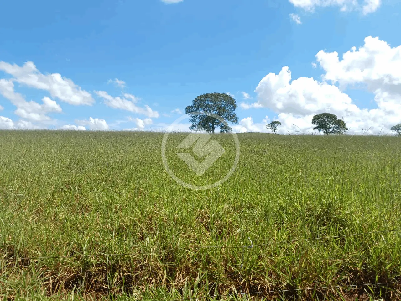 Sítio Área Rural de Uberlândia, Uberlândia - MG — foto 2