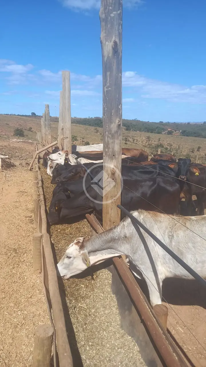 Imagem 6 - Sítio em Zona Rural, Uberlândia - MG