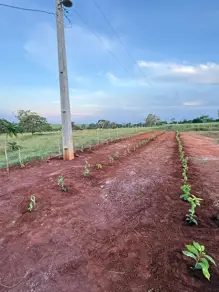 Imagem 6 - Chácara em Área Rural de Uberlândia, Uberlândia - MG