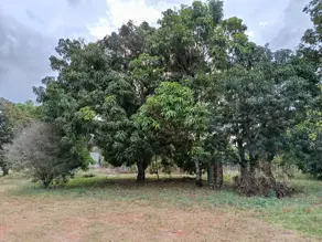 Imagem 3 - Chácara em Chácaras Eldorado, Uberlândia - MG